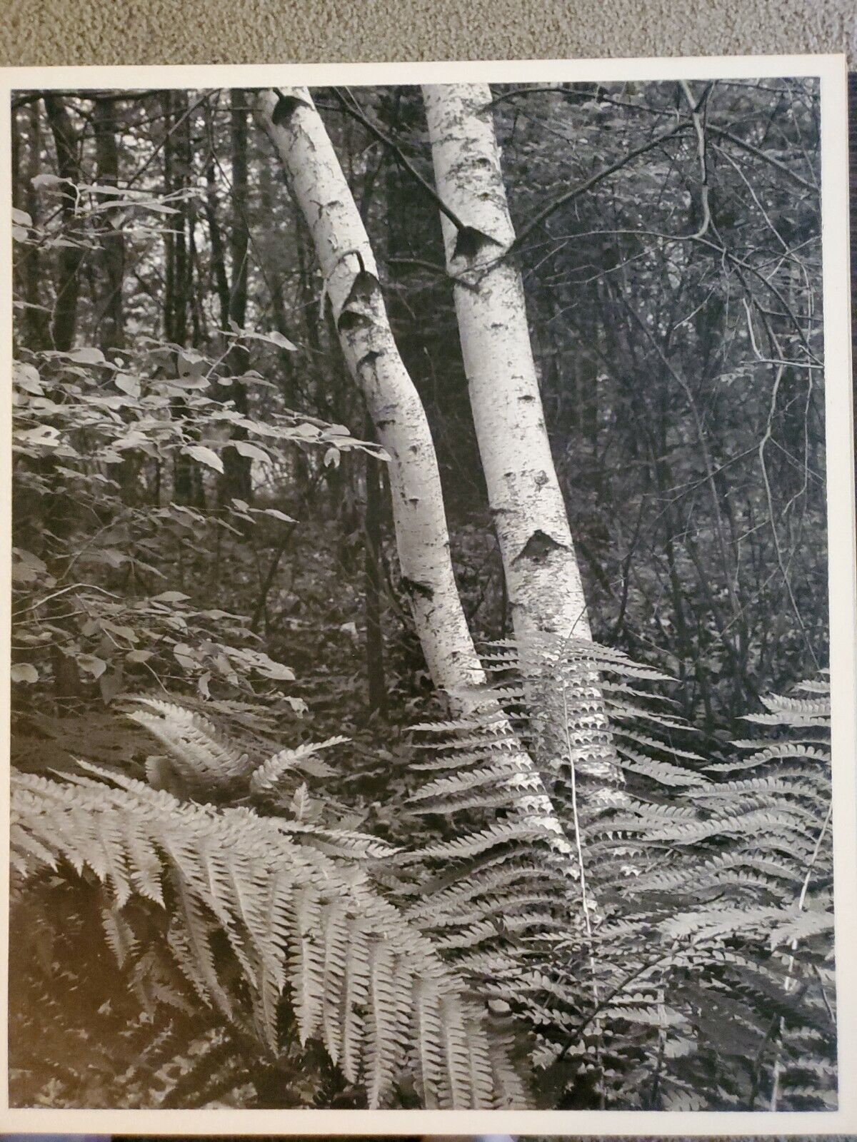 Ferns Trees Large Original Signed Art Photo B&w Stettner Vtg Matte Nj Camera